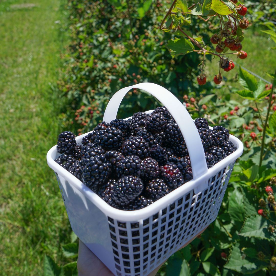 2022 UPick Blackberries
